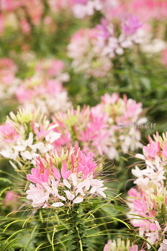 蜘蛛花盛开的Cleome hasslerana花园